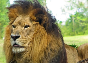 Lion Profile
