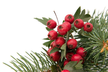 Obraz premium hawthorn and spruce