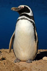 Poster Magellan Penguin, Peninsula Valdez, Argentina © Tom Torkelson
