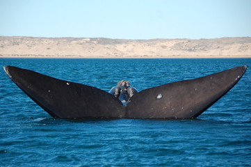 Fototapeta premium Whale's Tail, Peninsula Valdez, Argentina