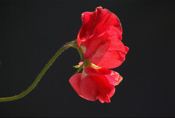 Red Sweet Pea Flower