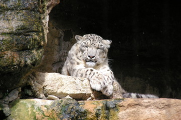 lazy days