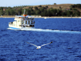 seagull near ferryboat