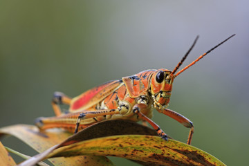 large grasshopper