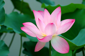 Fototapeta premium Single lotus flower
