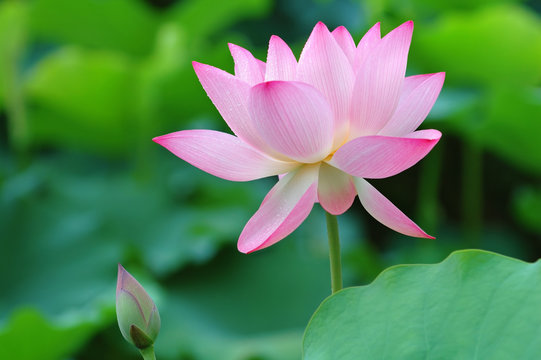 Fototapeta Lotus flower and bud