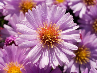 Fototapeta premium dew violet camomile floral background