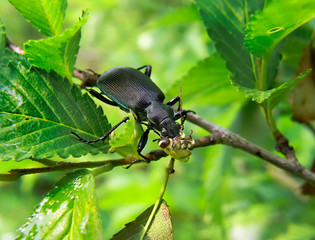 Beetle Carabus (Calosoma sycophanta) 9