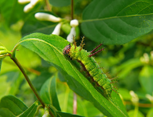 Caterpillar of Butterfly Purple 4