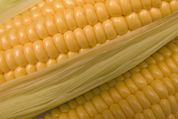 Section view of two corn on the cobs