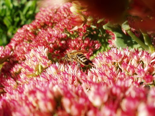 bee