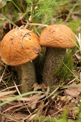 Two orange cap boletes