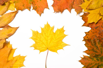 frame of fallen autumn leaves