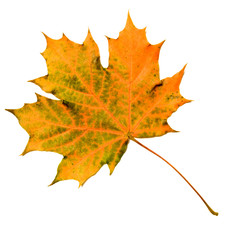 Obraz premium maple leaf