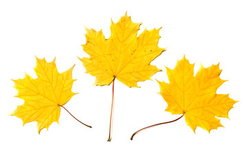 maple leaf