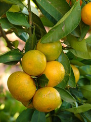 tangerines on tree