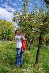 Father and son picking apples