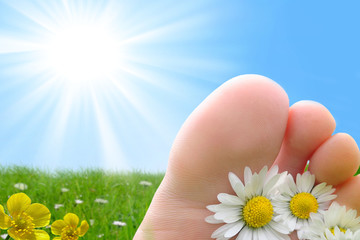 pied paquerette soleil vacances