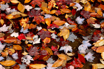 fallen leaves in water