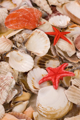Seashells