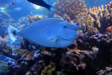 Fototapeta na wymiar Unicornfish Whitemargin
