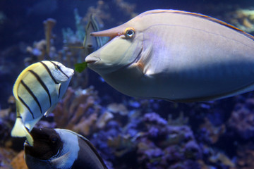 Whitemargin Unicornfish feeding Pearly Soldierfish - 4581559