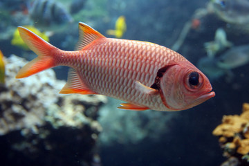 Myripristis murdjan (Red Soldierfish)