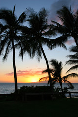 Palm Trees in Maui sunset