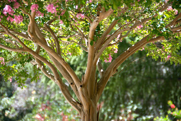 Pink Crape Myrtle Tree © randymir