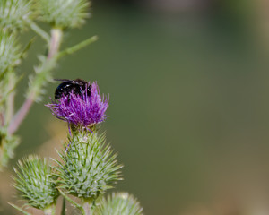 Black Bumble Bee on Purple Thistle