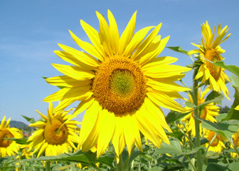 Fototapeta premium Sonnige Aussichten