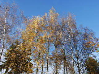Fototapeta premium Birkenbäume im Herbst
