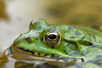 Grenouille verte