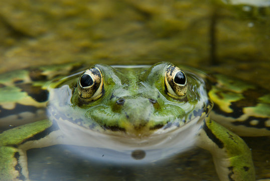Grenouille verte de face
