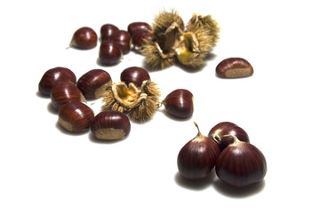castagne e ricci