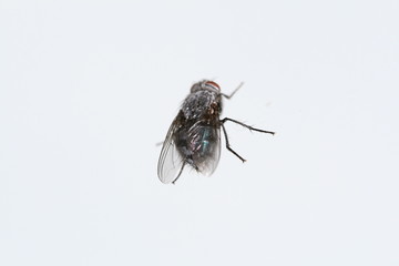 The fly
