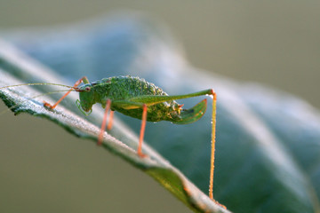 grashüpfer