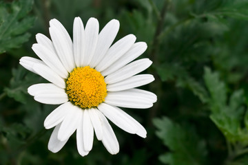 White Daisy on a green background