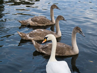 Swan mother and three young swans