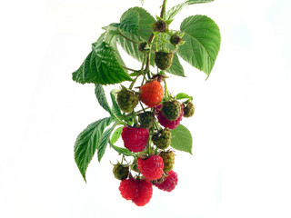 raspberry