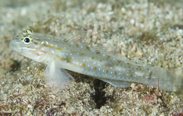 Bridled Goby, Coryphopterus glaucofraenum
