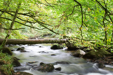 Obraz premium log bridge