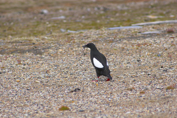 Arctic bird with fish