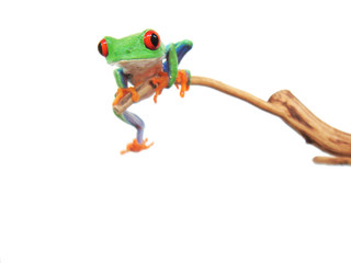  frog closeup on white