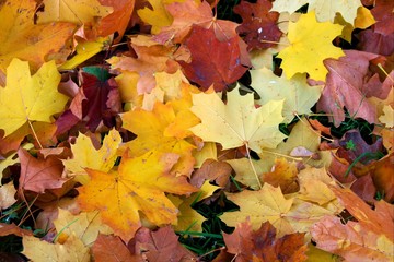 Leaves
