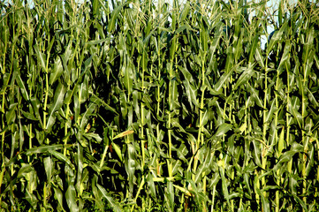 Obraz premium Corn