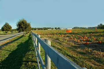Helens Pumpkin Farm