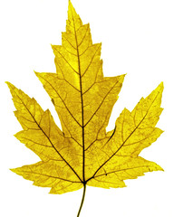 yellow maple leaf
