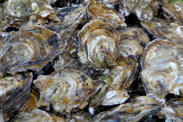 Fresh Oysters at fish market