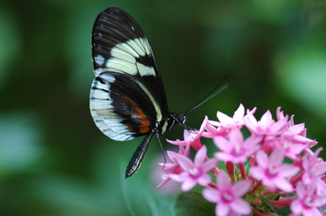 Fototapeta na wymiar Piano Key Butterfly on a Penta